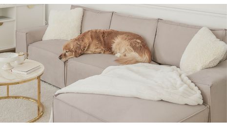 Wie hält man ein Sofa in gutem Zustand, wenn Kinder und Haustiere im Haus sind?