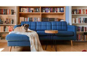 Das richtige Sofa für ein tierfreundliches Zuhause finden