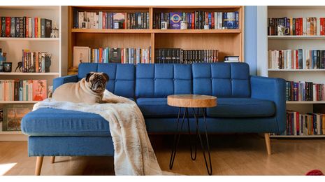 Das richtige Sofa für ein tierfreundliches Zuhause finden